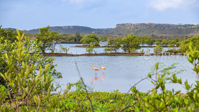 Curaçao, Salina Sint Marie泻湖的火烈鸟